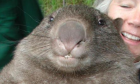 Wombat
