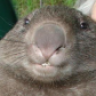 Wombat